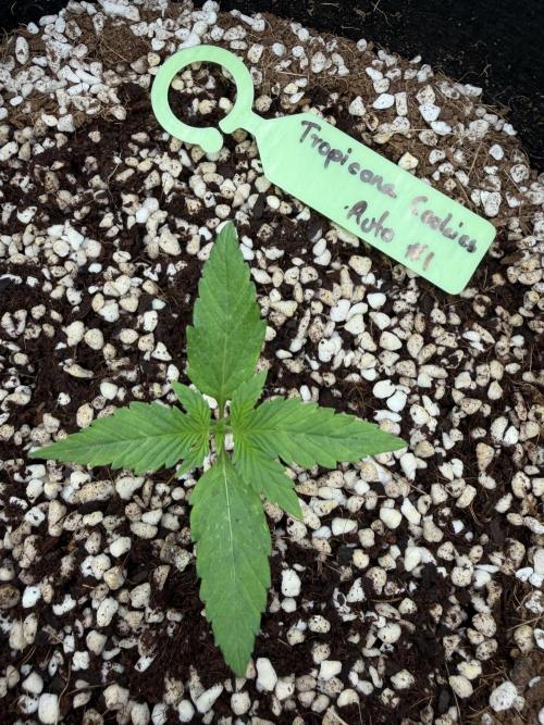 Fast Buds - Tropicana Cookies Auto. Week 2