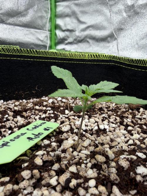 Fast Buds - Tropicana Cookies Auto. Week 2