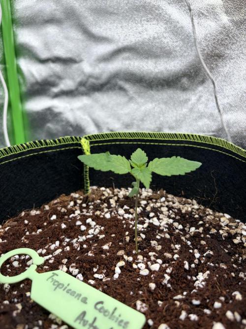 Fast Buds - Tropicana Cookies Auto. Week 2