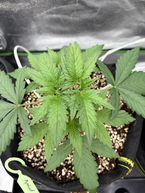 Fast Buds - Apricot Auto Indoor. Week 3
