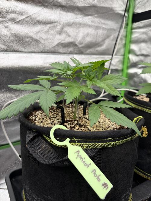 Fast Buds - Apricot Auto Indoor. Week 3