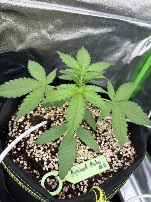 Fast Buds - Apricot Auto Indoor. Week 3