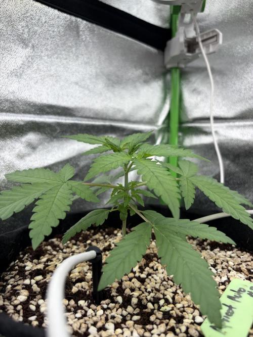 Fast Buds - Apricot Auto Indoor. Week 3