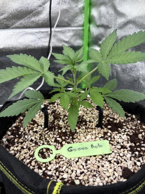 Fast Buds - Guava Auto Indoor. Week 3