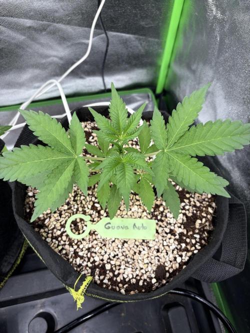 Fast Buds - Guava Auto Indoor. Week 3