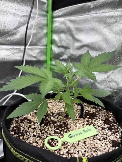 Fast Buds - Guava Auto Indoor. Week 3