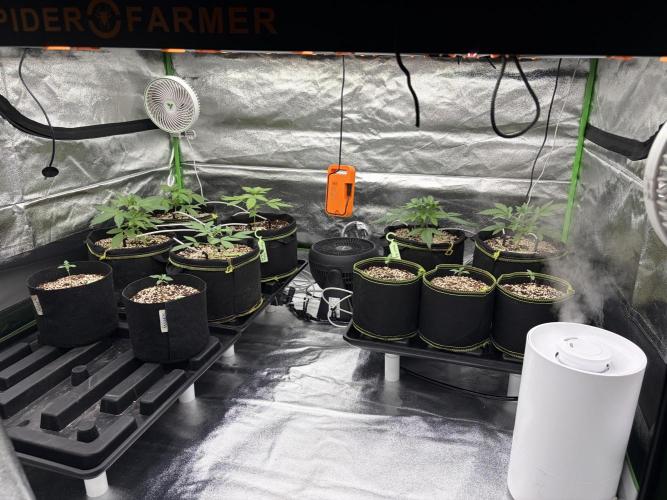 Fast Buds - Guava Auto Indoor. Week 3