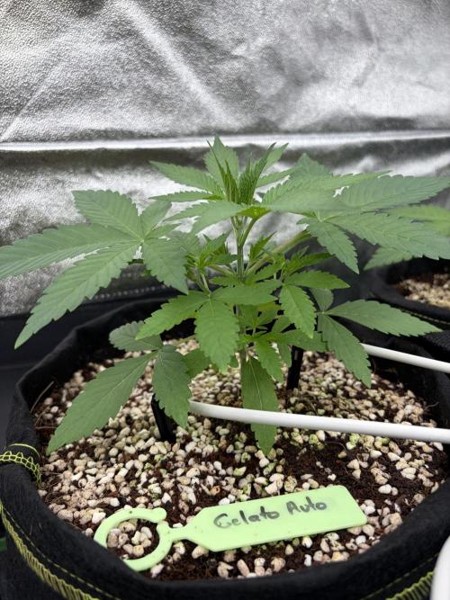 Fast Buds - Gelato Auto Indoor. Week 3