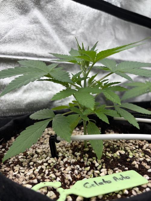 Fast Buds - Gelato Auto Indoor. Week 3