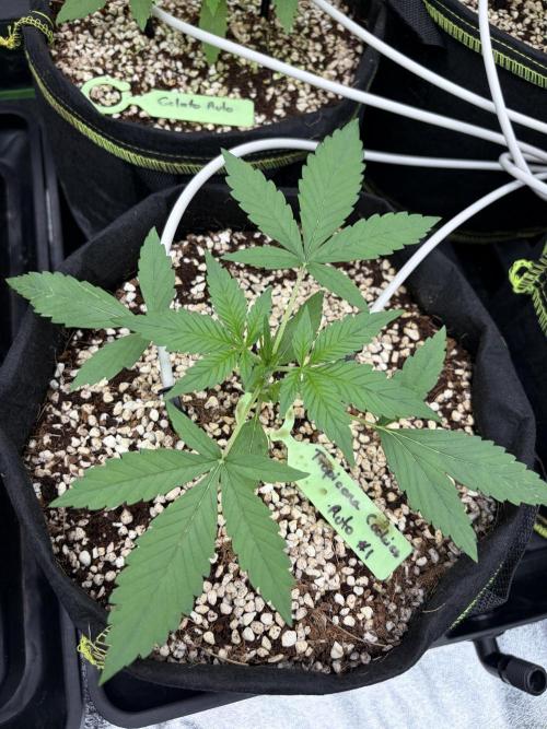Fast Buds - Tropicana Cookies Auto. Week 3