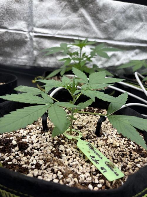 Fast Buds - Tropicana Cookies Auto. Week 3