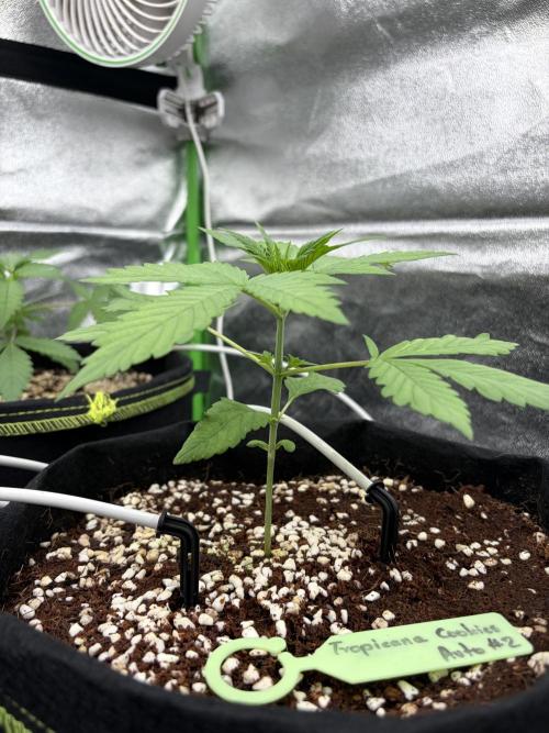 Fast Buds - Tropicana Cookies Auto. Week 3