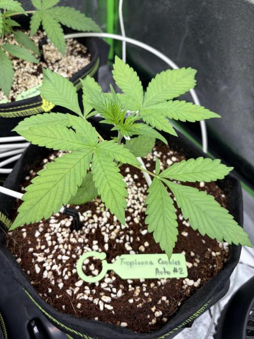 Fast Buds - Tropicana Cookies Auto. Week 3