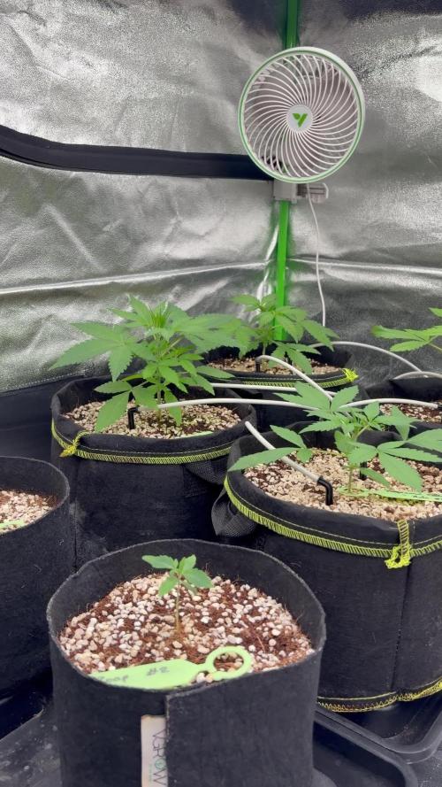 Fast Buds - Tropicana Cookies Auto