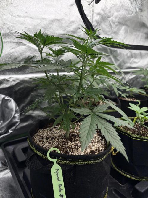 Fast Buds - Apricot Auto Indoor. Week 4