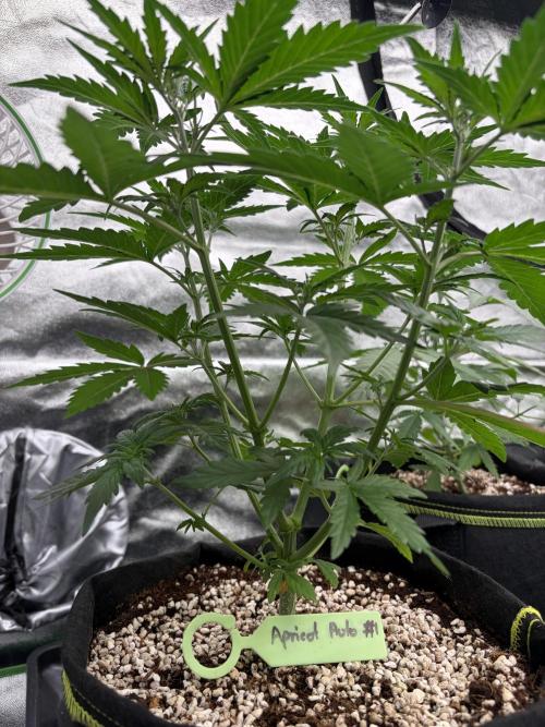 Fast Buds - Apricot Auto Indoor. Week 4
