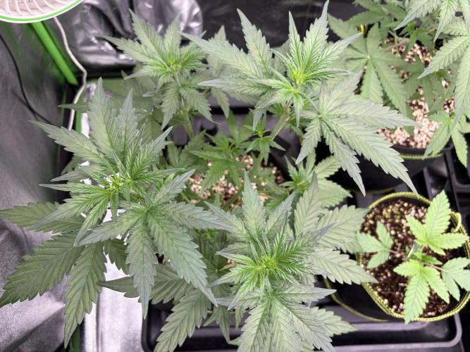 Fast Buds - Apricot Auto Indoor. Week 4