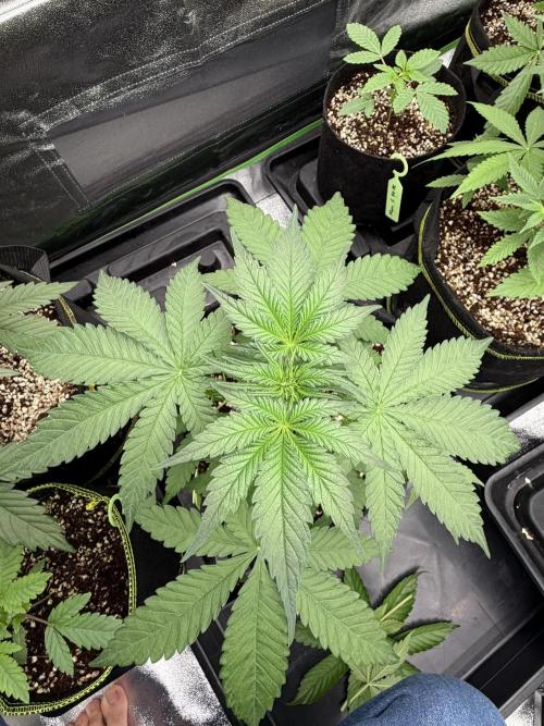 Fast Buds - Apricot Auto Indoor. Week 4