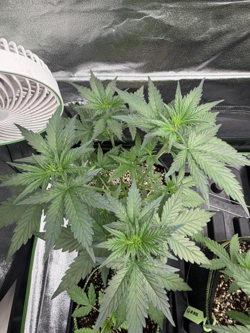 Fast Buds - Apricot Auto Indoor. Week 4