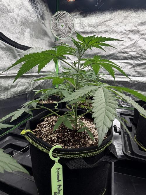 Fast Buds - Apricot Auto Indoor. Week 4