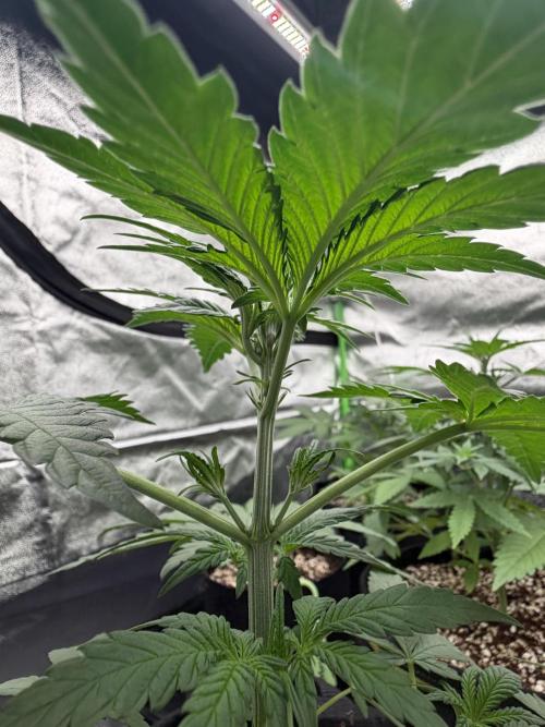 Fast Buds - Apricot Auto Indoor. Week 4