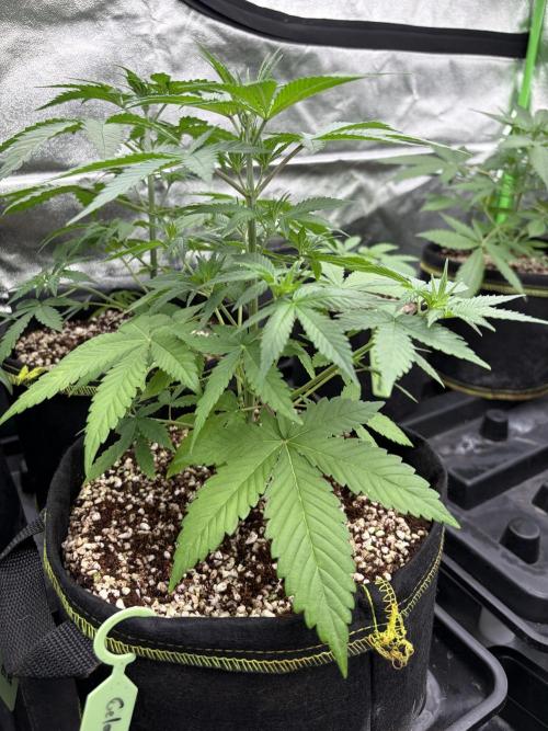 Fast Buds - Gelato Auto Indoor. Week 4