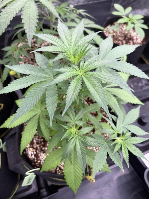Fast Buds - Gelato Auto Indoor. Week 4