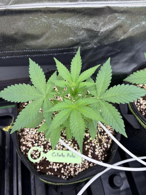 Fast Buds - Gelato Auto Indoor. Week 4