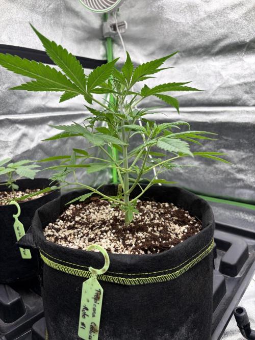 Fast Buds - Tropicana Cookies Auto. Week 4