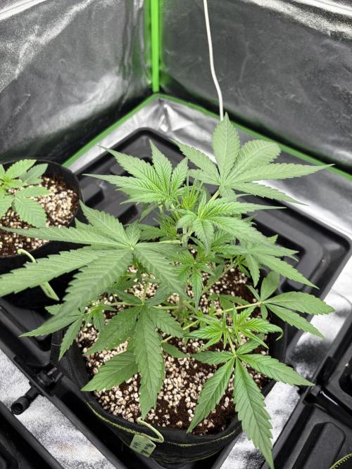 Fast Buds - Tropicana Cookies Auto. Week 4