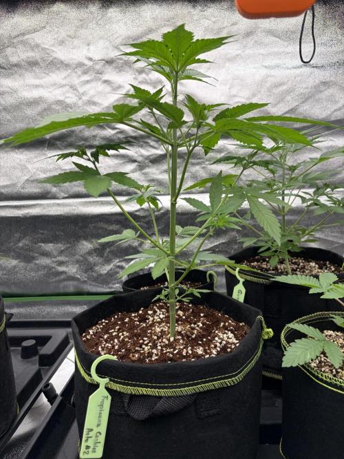 Fast Buds - Tropicana Cookies Auto. Week 4
