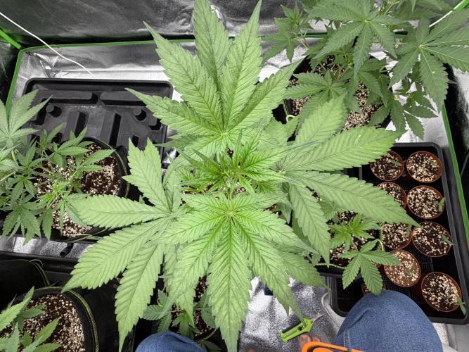 Fast Buds - Tropicana Cookies Auto. Week 4