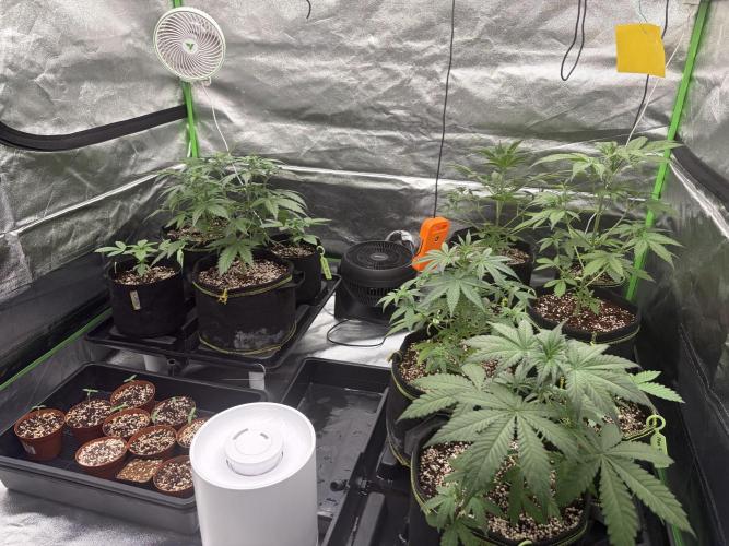 Fast Buds - Tropicana Cookies Auto. Week 4