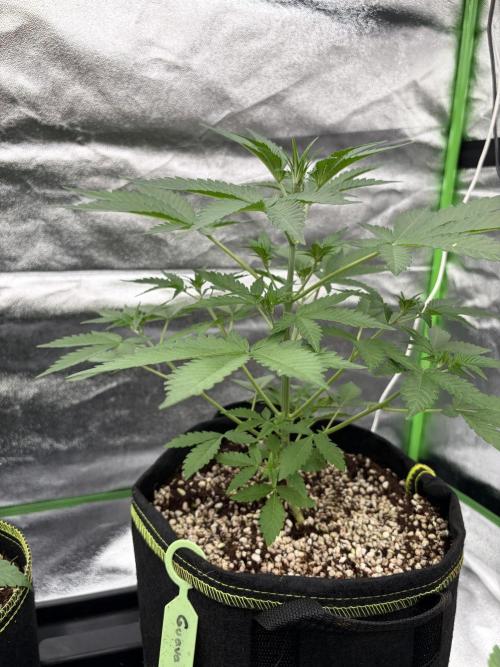 Fast Buds - Guava Auto Indoor. Week 4