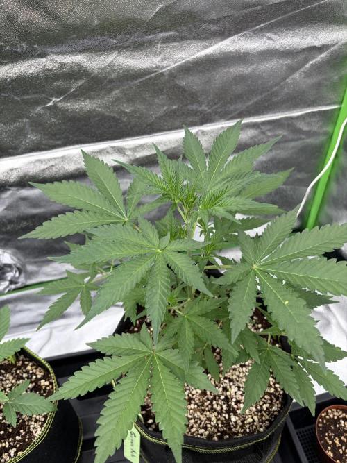 Fast Buds - Guava Auto Indoor. Week 4