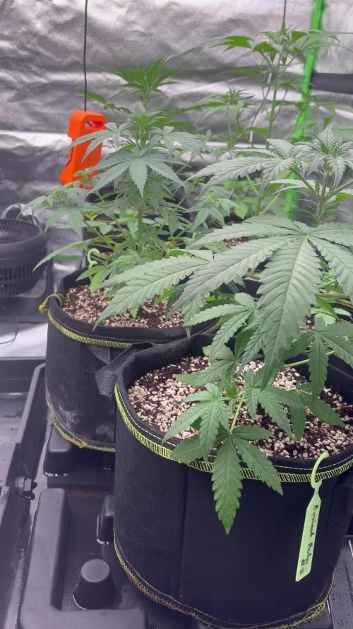 Fast Buds - Guava Auto Indoor