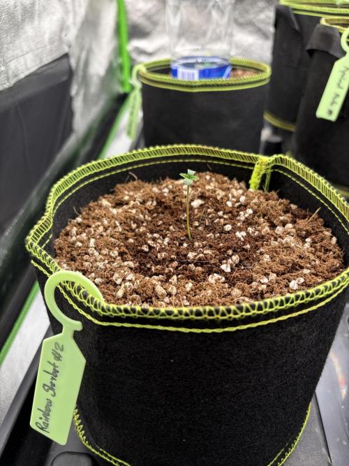 Rainbow Sherbet - Barney’s Farm. Week 1