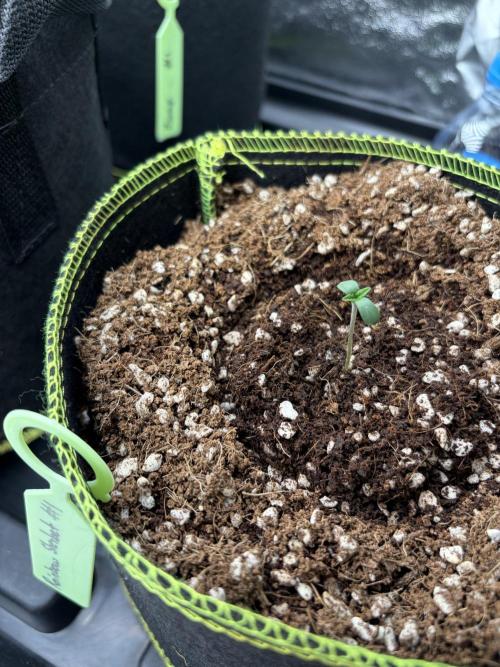 Rainbow Sherbet - Barney’s Farm. Week 1
