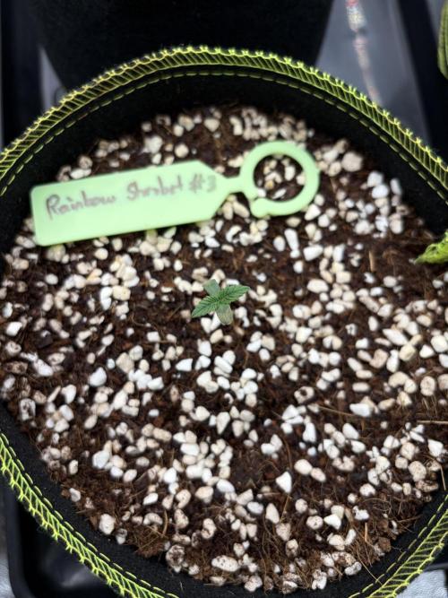 Rainbow Sherbet - Barney’s Farm. Week 1