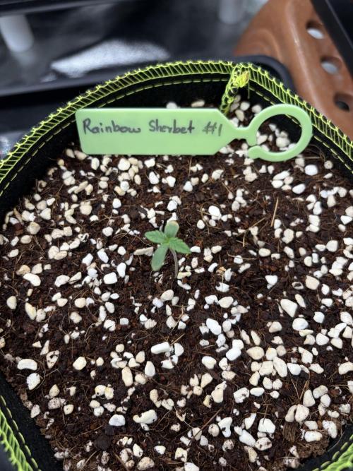 Rainbow Sherbet - Barney’s Farm. Week 1