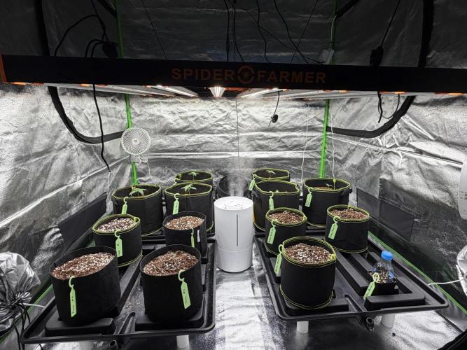 Rainbow Sherbet - Barney’s Farm. Week 1