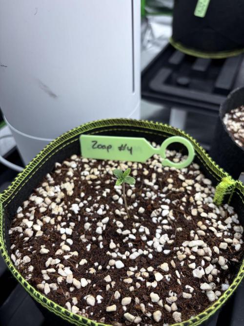 Zoap - Barney’s Farm. Week 1