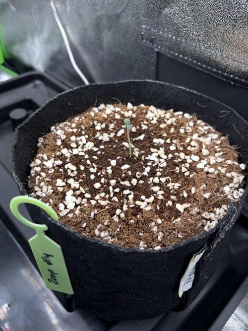 Zoap - Barney’s Farm. Week 1