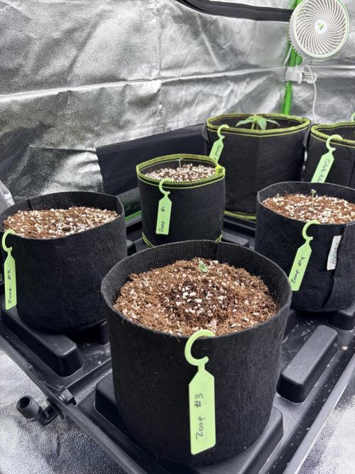 Zoap - Barney’s Farm. Week 1