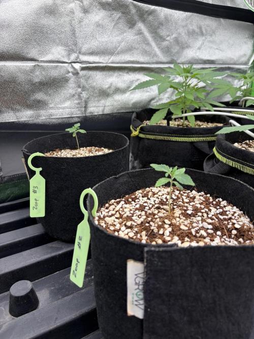 Zoap - Barney’s Farm. Week 2