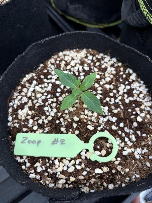 Zoap - Barney’s Farm. Week 2