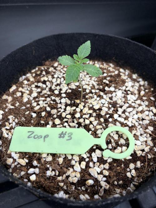 Zoap - Barney’s Farm. Week 2
