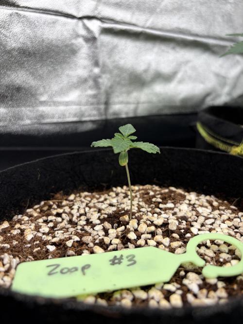 Zoap - Barney’s Farm. Week 2
