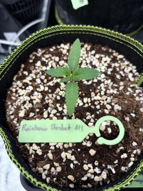 Rainbow Sherbet - Barney’s Farm. Week 2