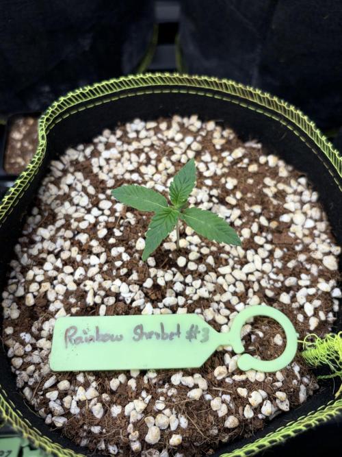 Rainbow Sherbet - Barney’s Farm. Week 2